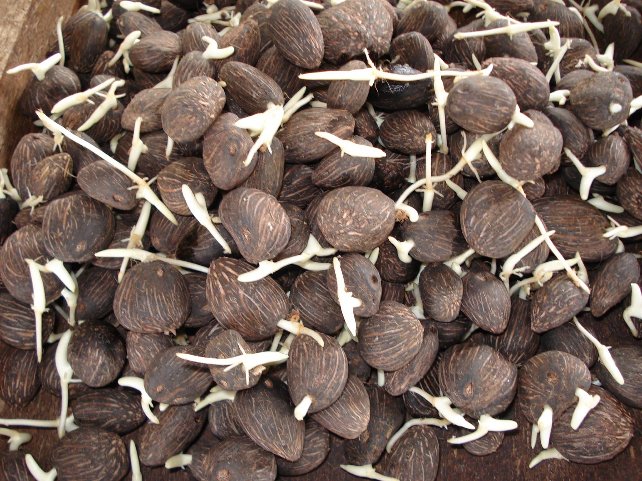 20 Pcs Faux Feuilles De Palmier Avec Tiges Imitation De Plante Tropicale Artificielle (vert