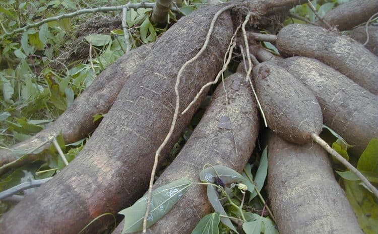  Bouture de manioc (U )