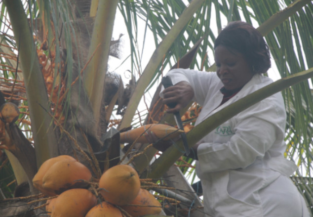  Recherche technologique : le CNRA obtient du sucre à partir de la sève de cocotier