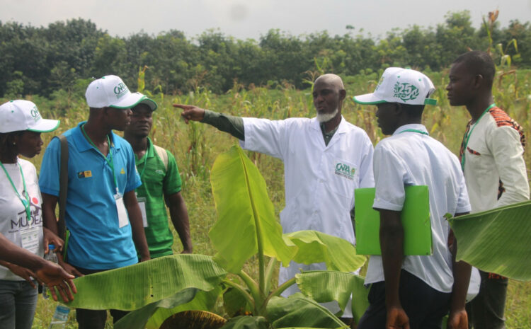 Le CNRA forme des jeunes aux métiers de la banane plantain