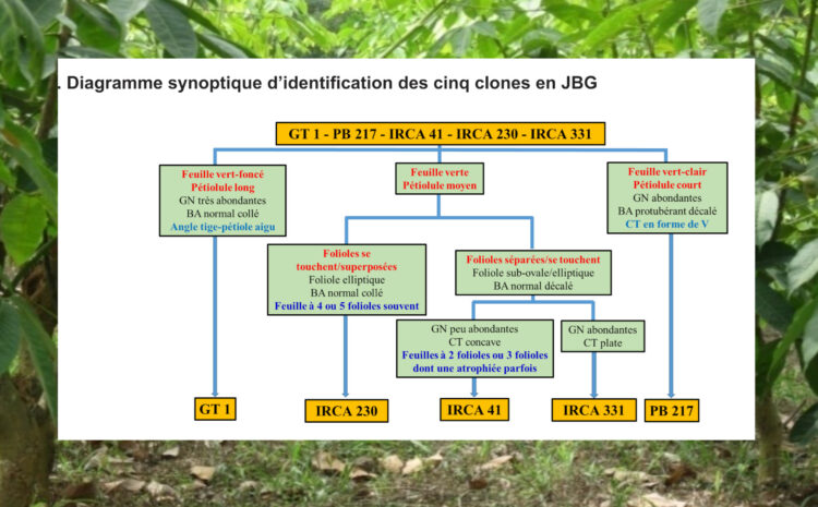 Comment identifier en Jardin à Bois de Greffes cinq clones d’hévéa vulgarisés par la recherche agronomique ?