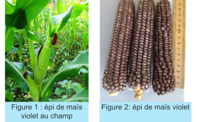 Culture du maïs Violet en Côte d’ivoire (Zea mays L.)