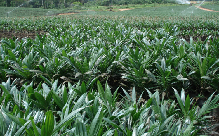  Bien produire des plants en pépinière de palmier à huile à l’aide de déchets avicoles