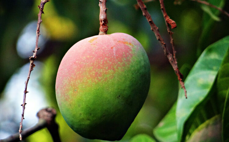  Bien mener la lutte prophylactique contre la mouche des fruits du manguier