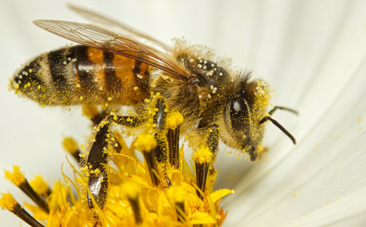  Description et utilisation de l’abeille, Apis mellifera dans la pollinisation assistée chez l’anacardier