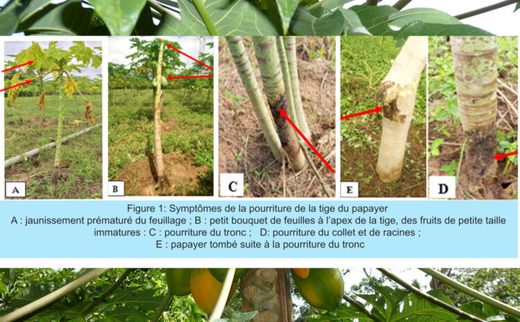  Bien lutter contre la pourriture du tronc, du collet et des racines du papayer