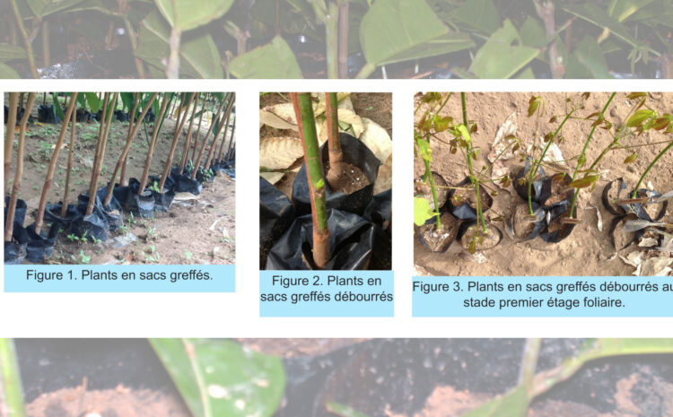 Aptitude au greffage des seedlings illégitimes du clone IRCA 331 de Hevea brasiliensis Muëll. Arg., bon grenier et tolérant au déficit hydrique