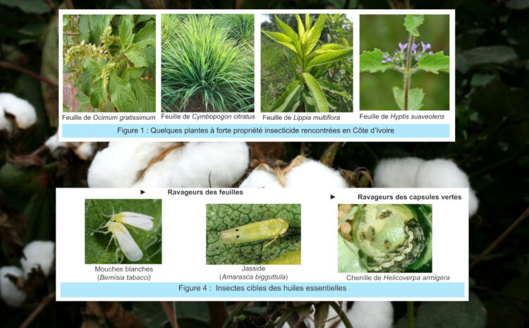  Bien protéger le cotonnier contre les bioagresseurs avec les huiles essentielles des plantes aromatiques issues de la flore ivoirienne