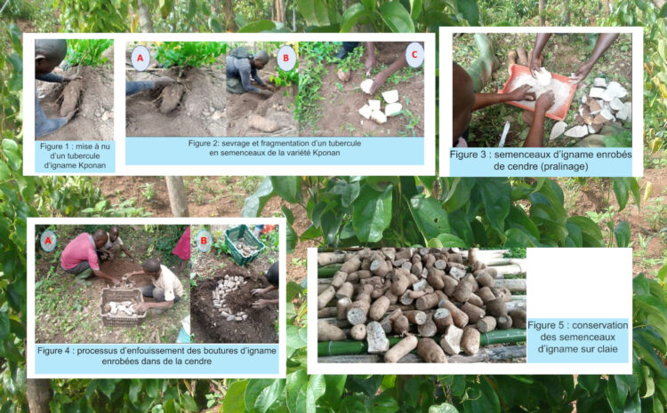 Bien produire des semences de qualité de l’igname kponan par fragmentation précoce de tubercules