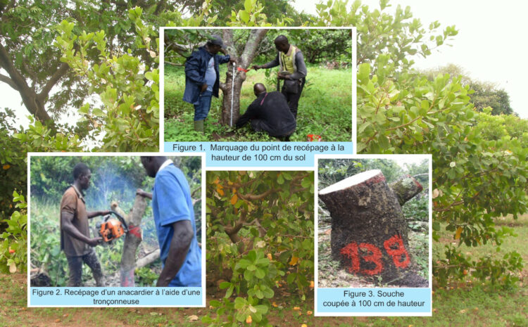  Bien protéger les souches d’anacardiers (Anacardium occidentale L.) recépés contre les attaques des termites