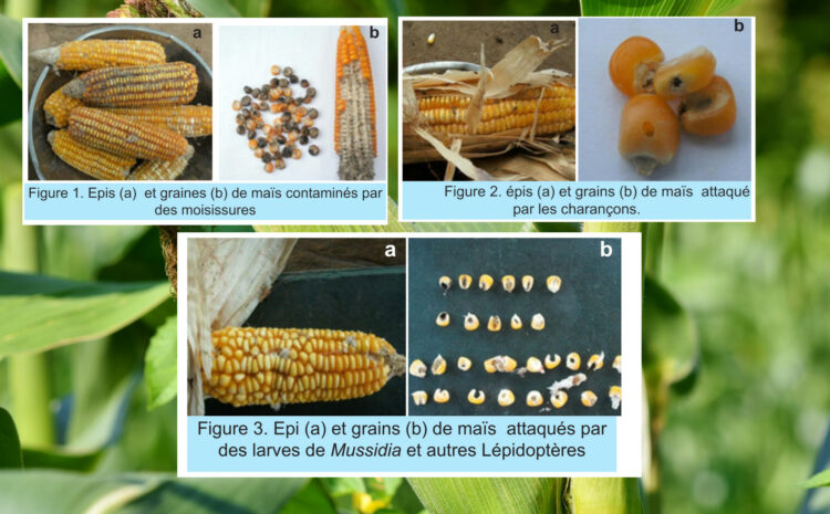  Bien lutter contre les ennemis des semences de maïs en Côte d’Ivoire