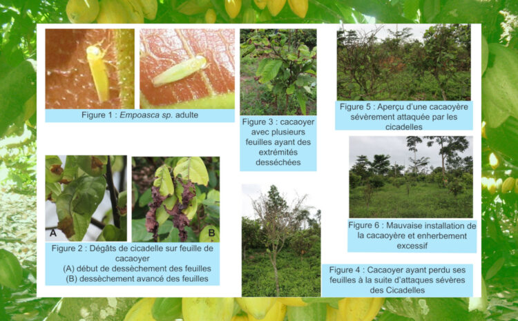 Bien mener la lutte intégrée contre les cicadelles Empoasca sp. : cicadellidae) dans les jeunes plantations de cacaoyers en Côte d’Ivoire