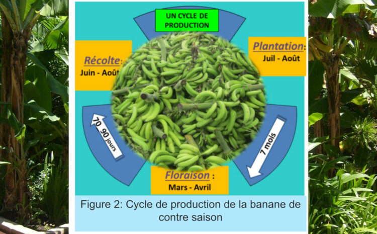  Comment réussir la production de la banane plantain de contre saison en Côte d’Ivoire ?