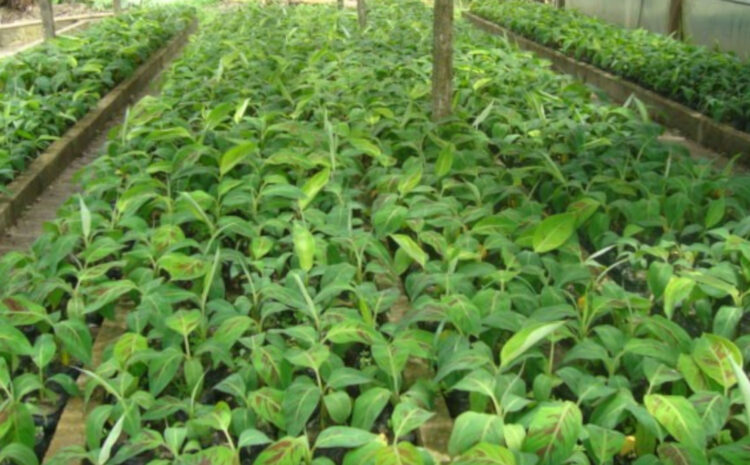 Comment produire des plants de bananier plantain par la technique de plants issus de fragments de tige (PIF)