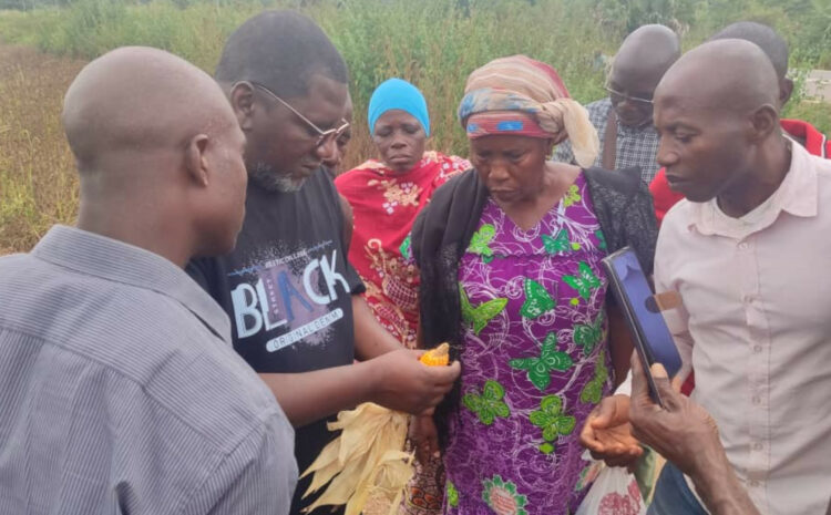 Renforcement des capacités : le CNRA forme les producteurs semenciers de maïs
