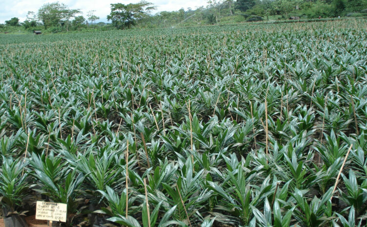  Bien fertiliser une pré-pépinière et une pépinière de palmier à l’huile avec les résidus de grains de café (parche de café)