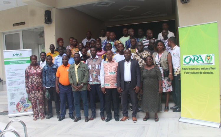 Abengourou : Formation des producteurs semenciers de manioc