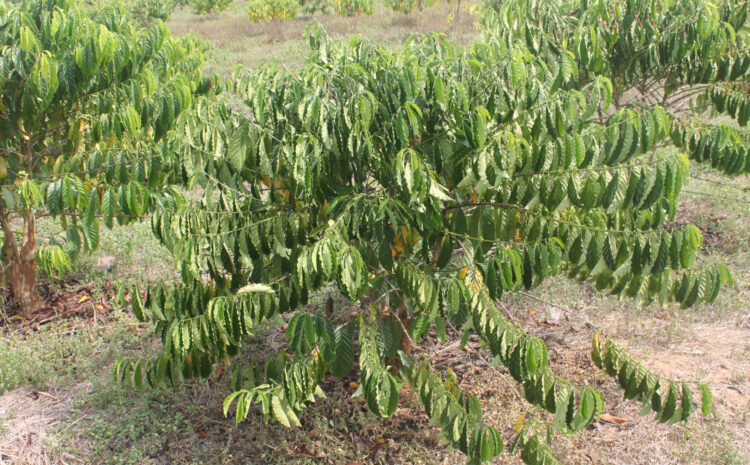 Bien pratiquer le paillage du caféier en Côte d’Ivoire