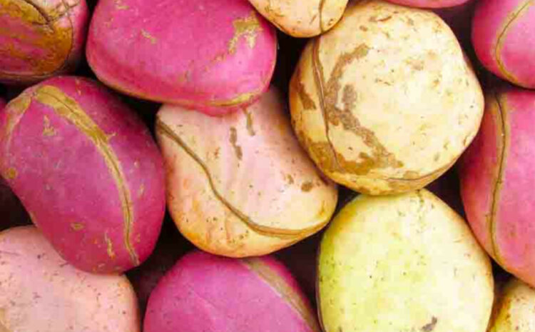 Comment bouturer le colatier ?