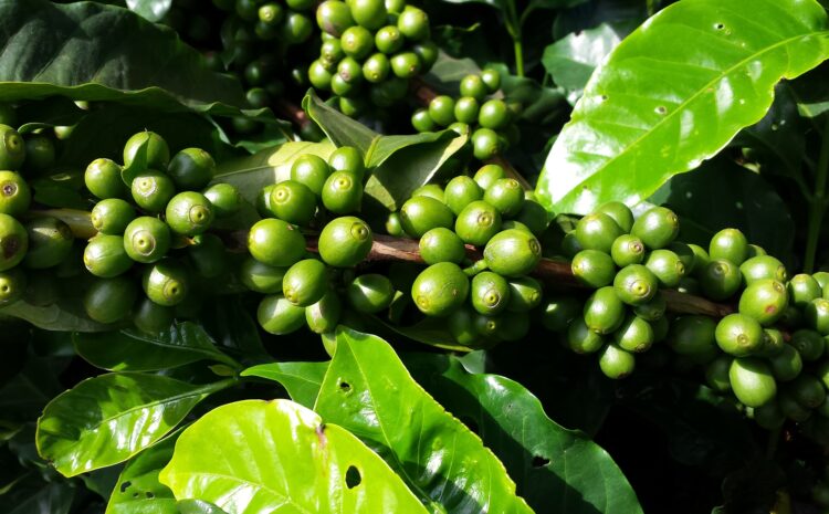  Comment bouturer le caféier sous tunnel?