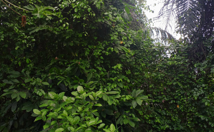 Optimisation et rentabilisation d’un reboisement par l’association des essences forestières